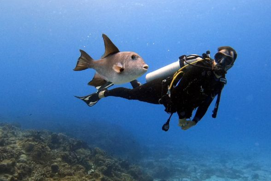 Diving Packages Certified Divers