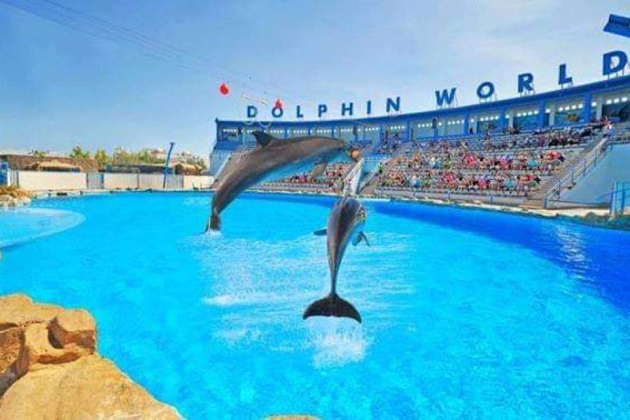 Dolphin Show in Sharm el Sheikh